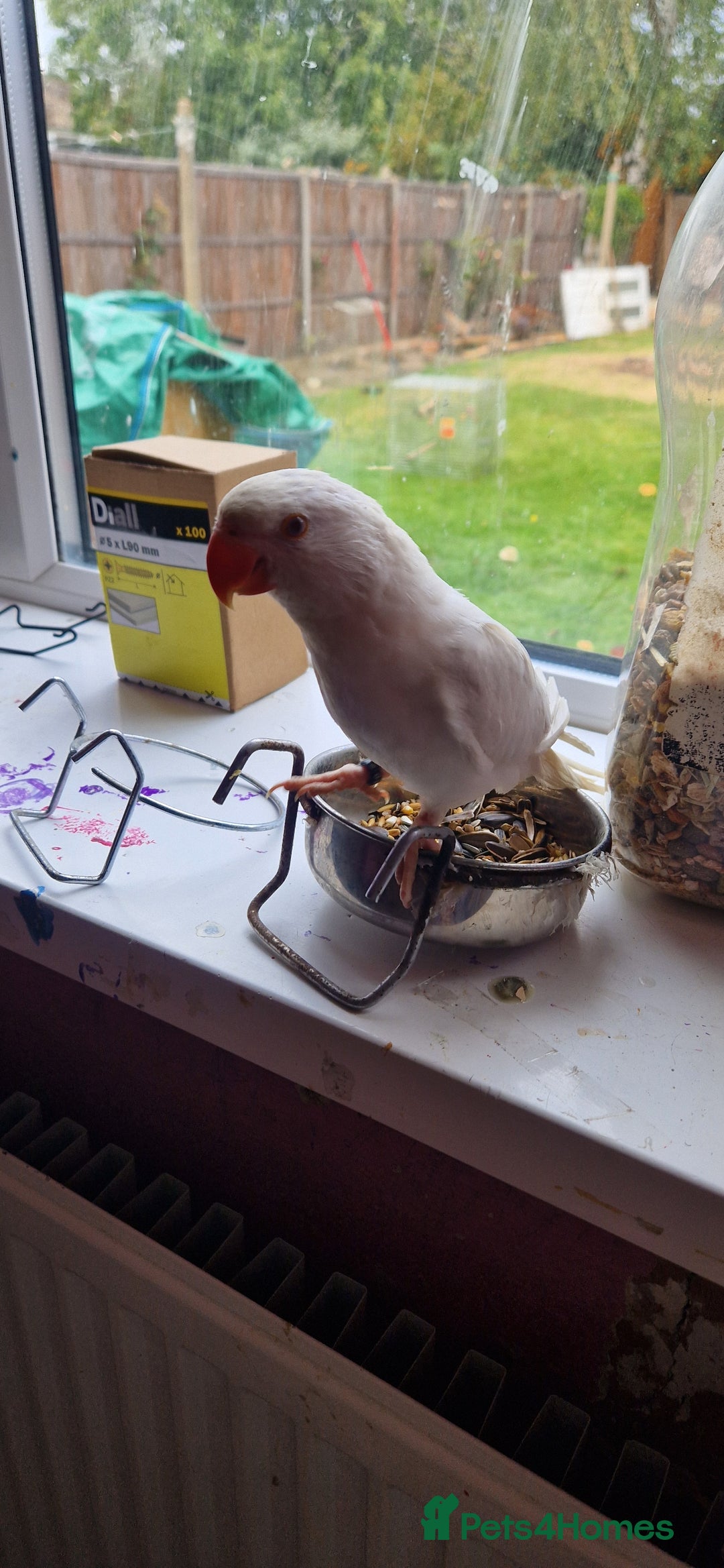 Ringnecks birds for sale: I have white ringnecks 4 months old for sale  - Image 6