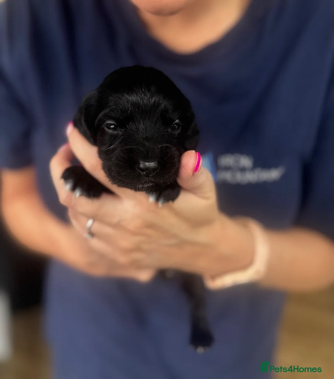 Cocker Spaniel dogs for sale: Working cocker spaniel pups - Advert 2