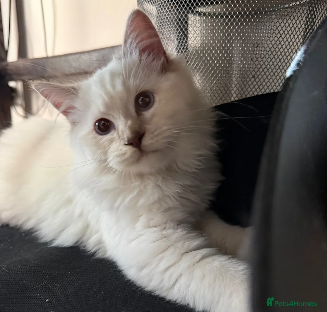 Ragdoll cats for sale: Champion GCCF Ragdoll Kitten 15 weeks old  - Advert 2