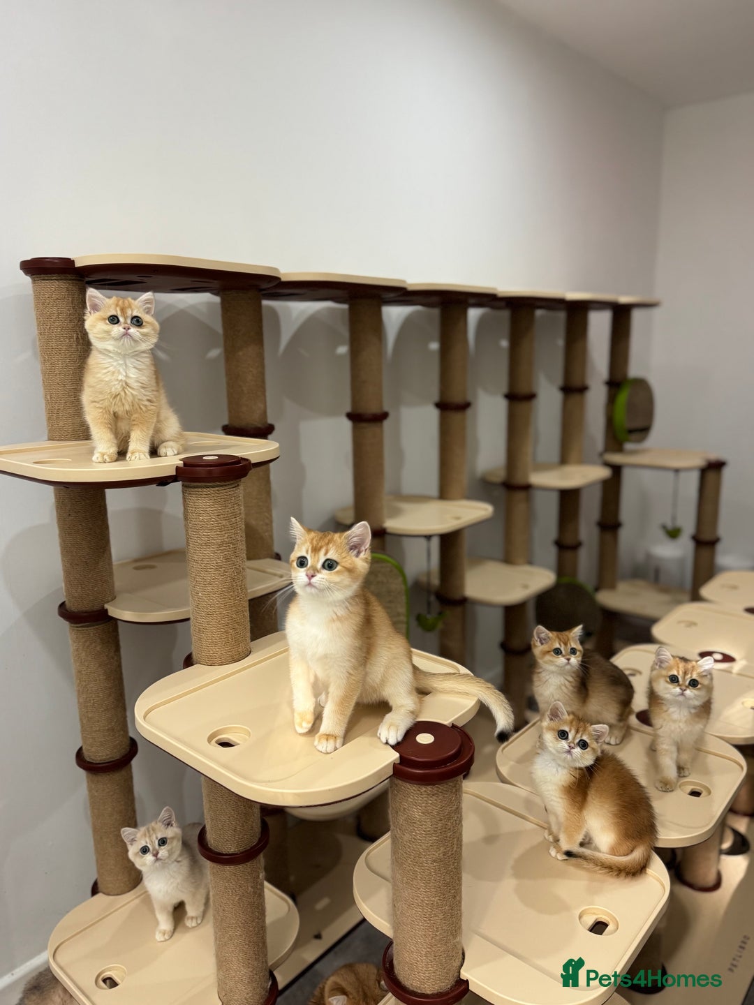 British Shorthair cats for sale: British Shorthair Golden kittens    - Image 20