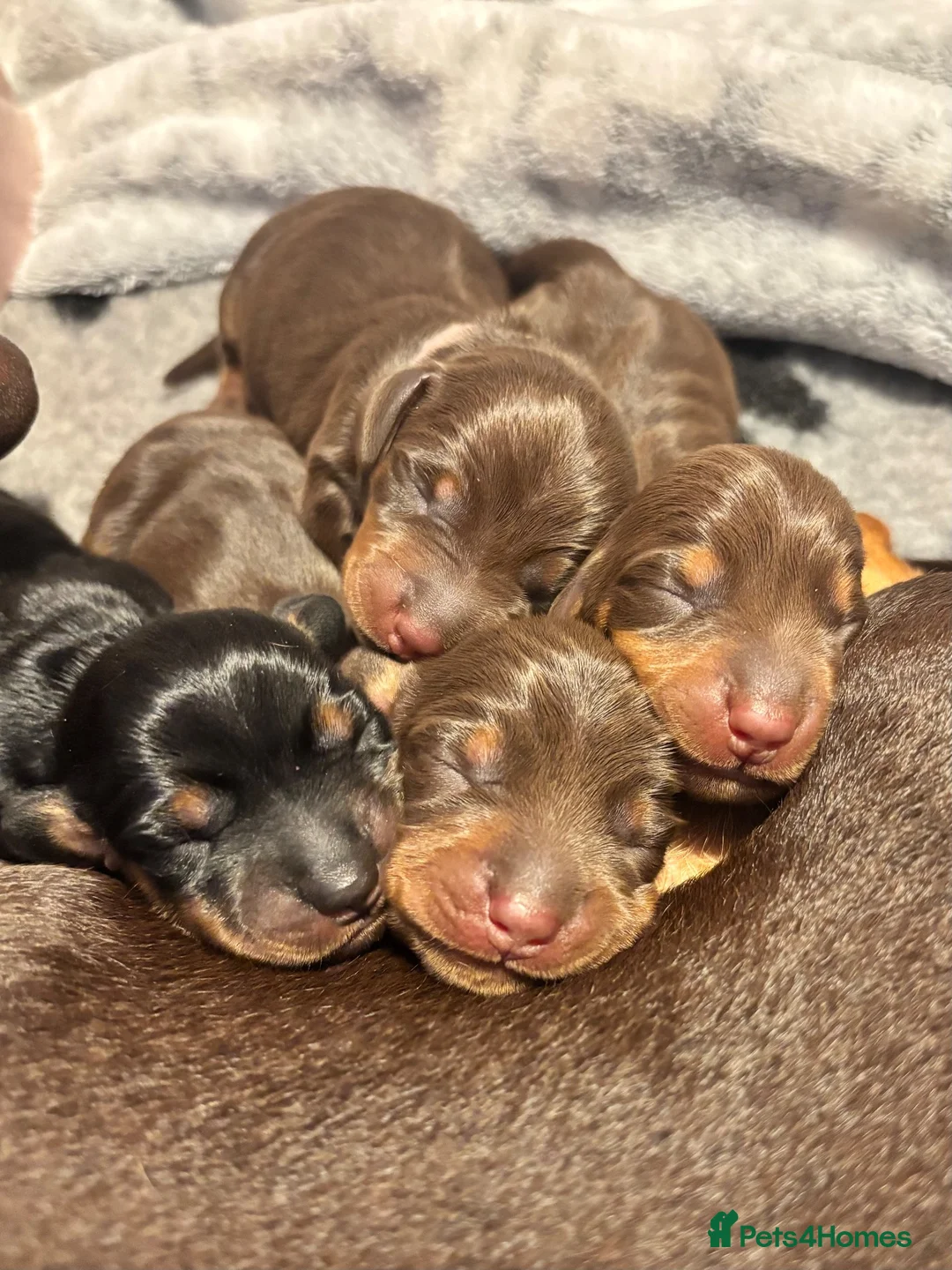 Miniature Dachshund dogs for sale: Miniature Dachshund Puppies – 3 Girls Available!  in Chelmsford - Advert 1