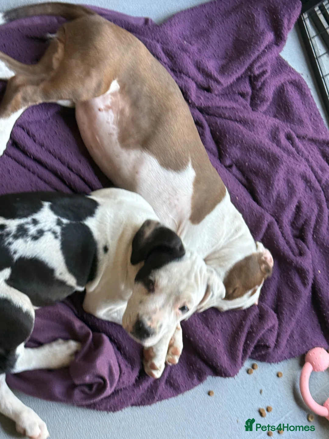 Mixed Breed dogs for sale: Last 1 beautiful girl  bully cocker spaniel 💖 - Advert 1