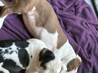 Mixed Breed dogs Last 1 beautiful girl bully cocker spaniel 💖 - Advert 6