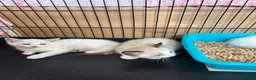 Bengal cats for sale: Bengal x ragdoll kittens - Advert 11
