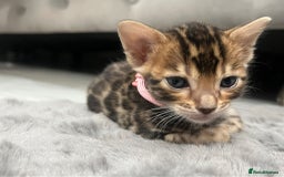 Bengal cats for sale: 💕 Adorable Rosetted bengal Kittens 💕 - Image 7
