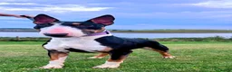 English Bull Terrier dogs for sale: Sweet female English Bull Terrier  - Advert 1