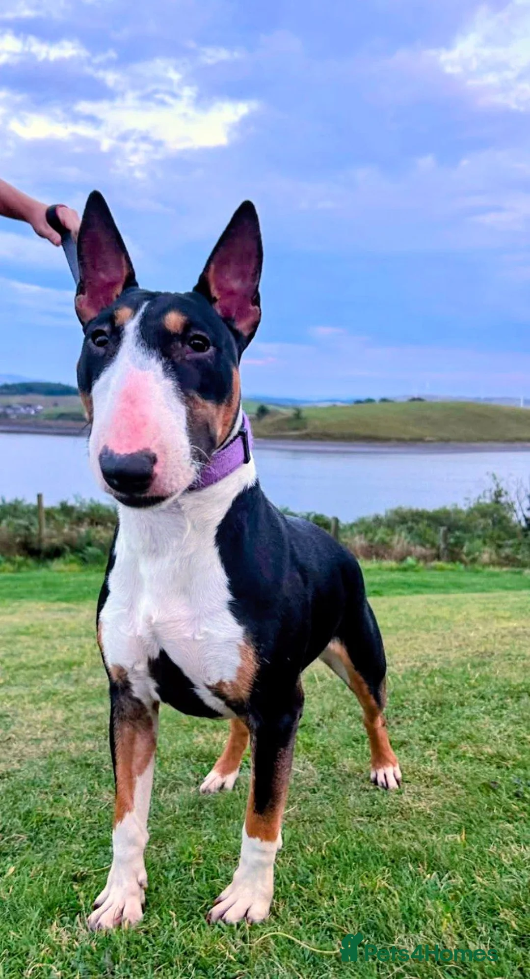 English Bull Terrier dogs for sale: Sweet female English Bull Terrier  - Advert 1