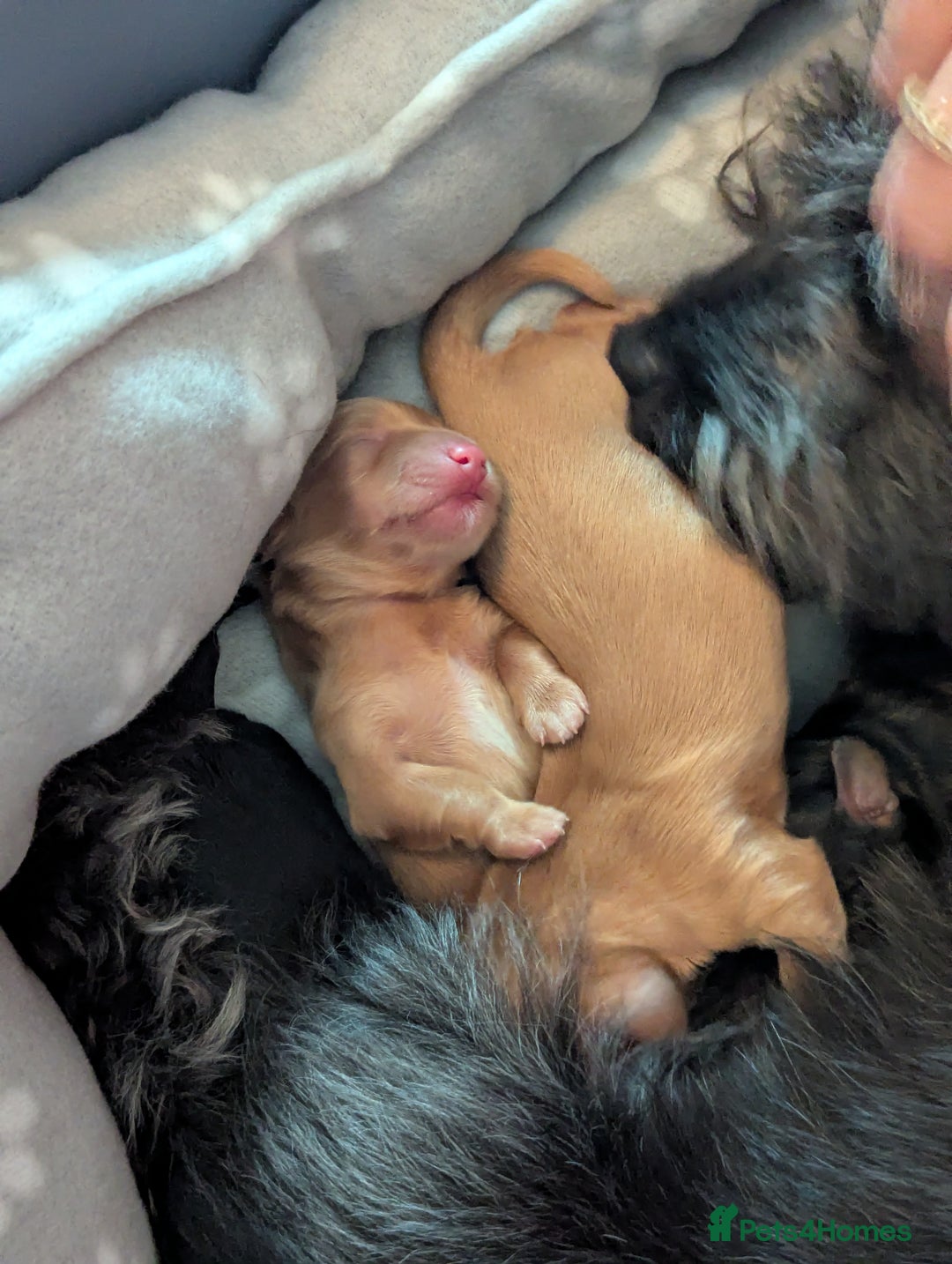 Mixed Breed dogs for sale: 75% Dachshund Cross Puppies - 4 Boys Available - Image 5