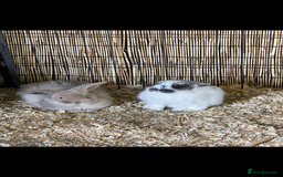 Mini Lop rabbits for sale: Mini lops - Image 1