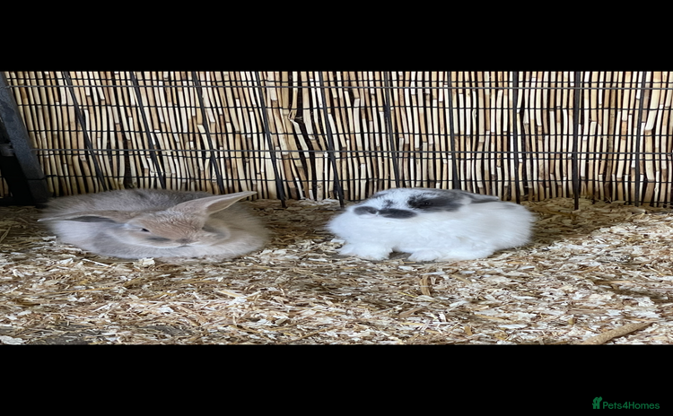 Mini Lop rabbits - Advert 7