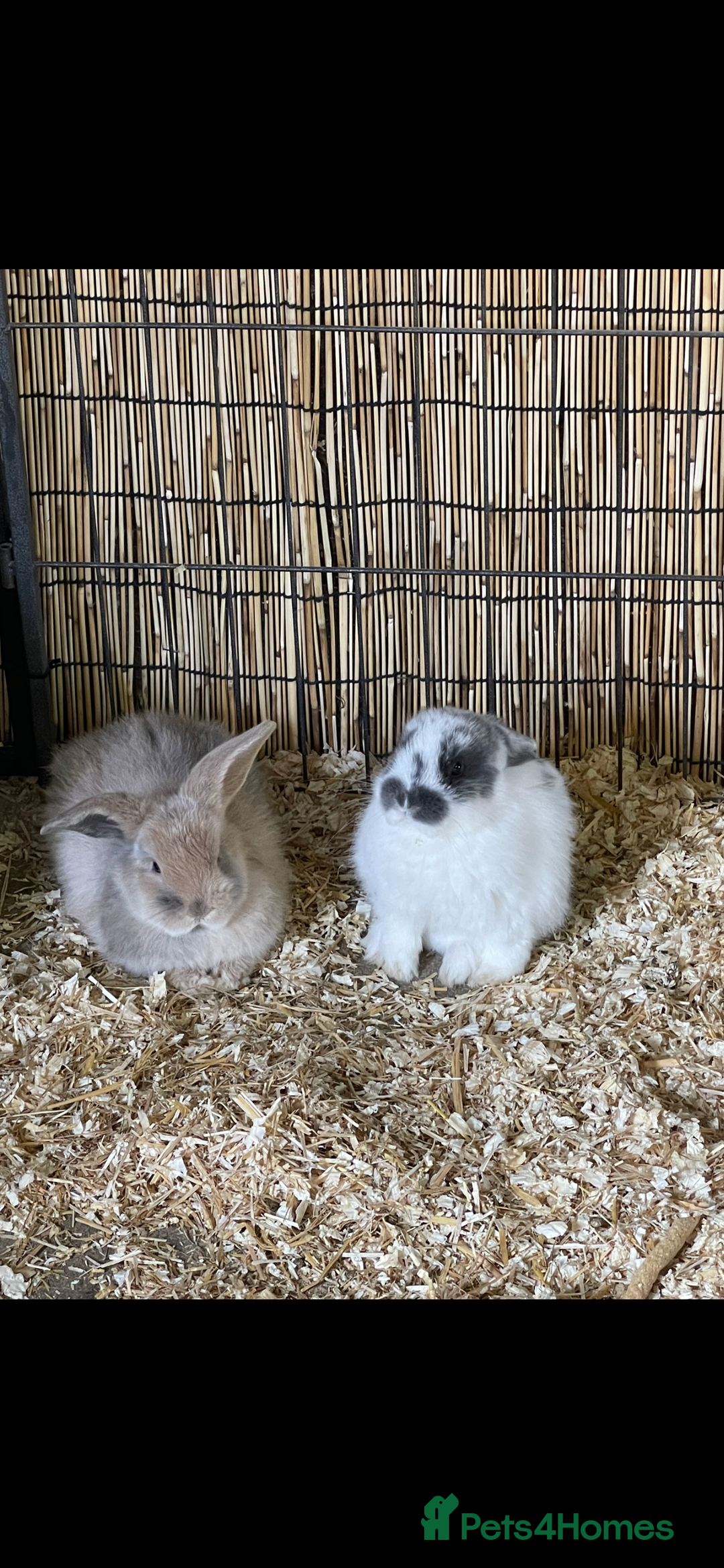 Mini Lop rabbits for sale: Mini lops - Image 1