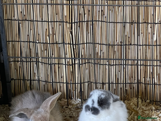 Mini Lop rabbits - Advert 15