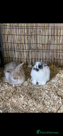 Mini Lop rabbits - Advert 1