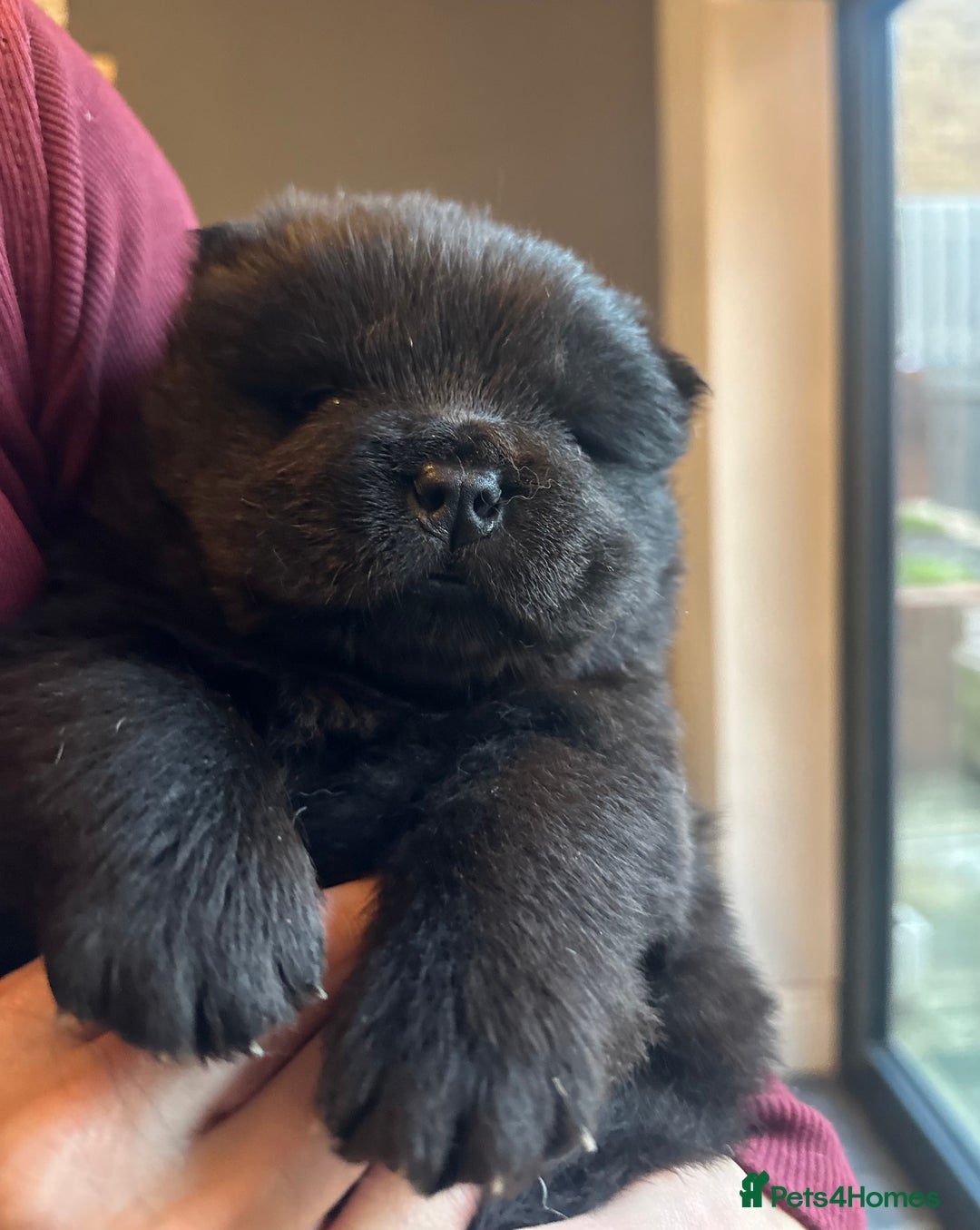 Chow Chow dogs for sale: KC reg chow chows  - Advert 17