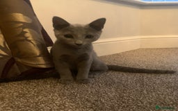 Russian Blue cats for sale: 13 weeks old Russian Blue (male) - Image 8