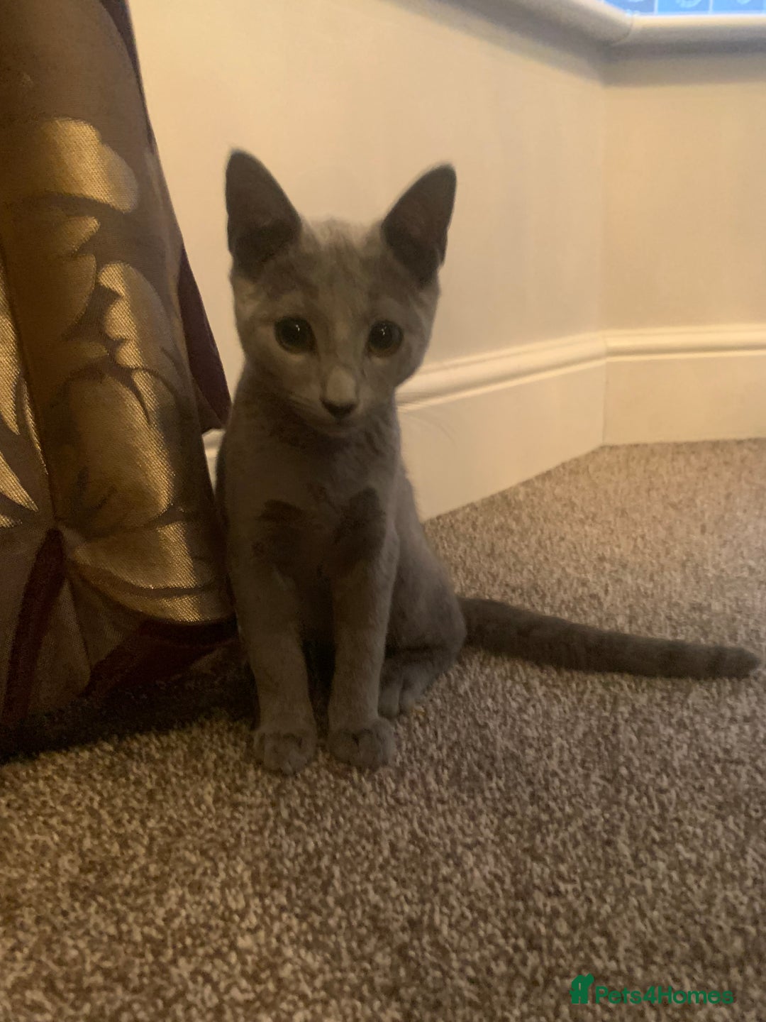 Russian Blue cats for sale: 13 weeks old Russian Blue (male) - Image 8