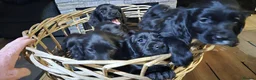 Cocker Spaniel dogs for sale: Stunning Black Cocker Puppies. Ready to leave 🌟 - Advert 13