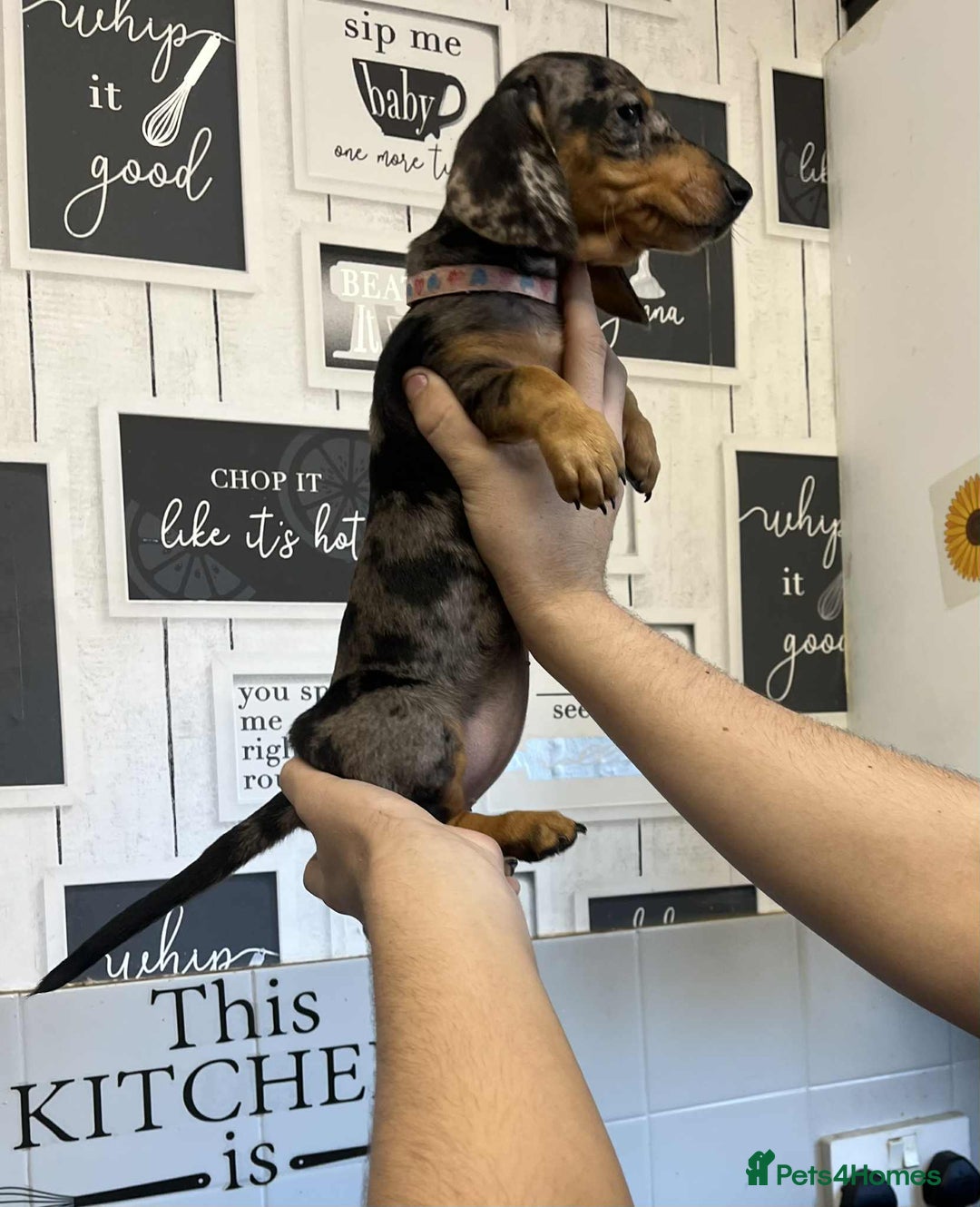 Miniature Dachshund dogs for sale: Beautiful dachshund Merle puppies male & female - Image 9