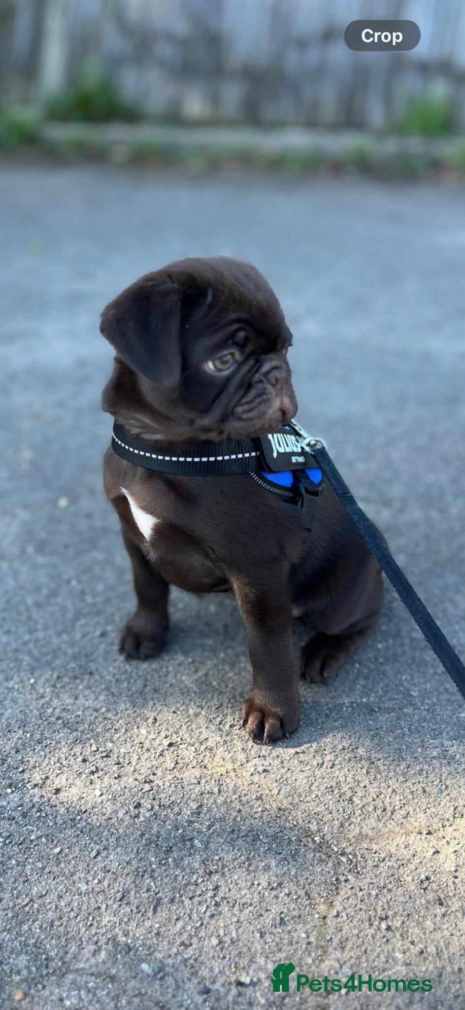 Pug dogs Arlo Chocolate male - Advert 4