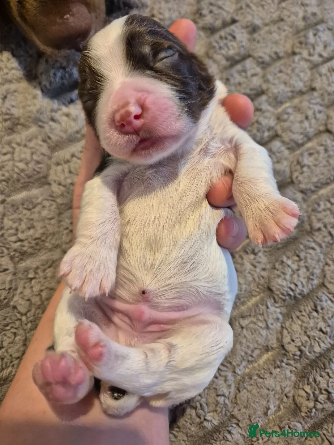 English Springer Spaniel dogs for sale: Beautiful English Springer spaniel pups - Advert 17