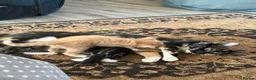 Mixed Breed cats for sale: Gorgeous kittens for sale - Advert 5
