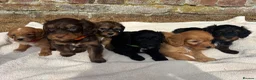 Cockapoo dogs for sale: Unique Coloured F1 Cockapoo Puppies KC Parents - Advert 2
