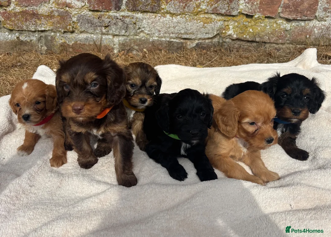 Cockapoo dogs for sale: Unique Coloured F1 Cockapoo Puppies KC Parents - Advert 2