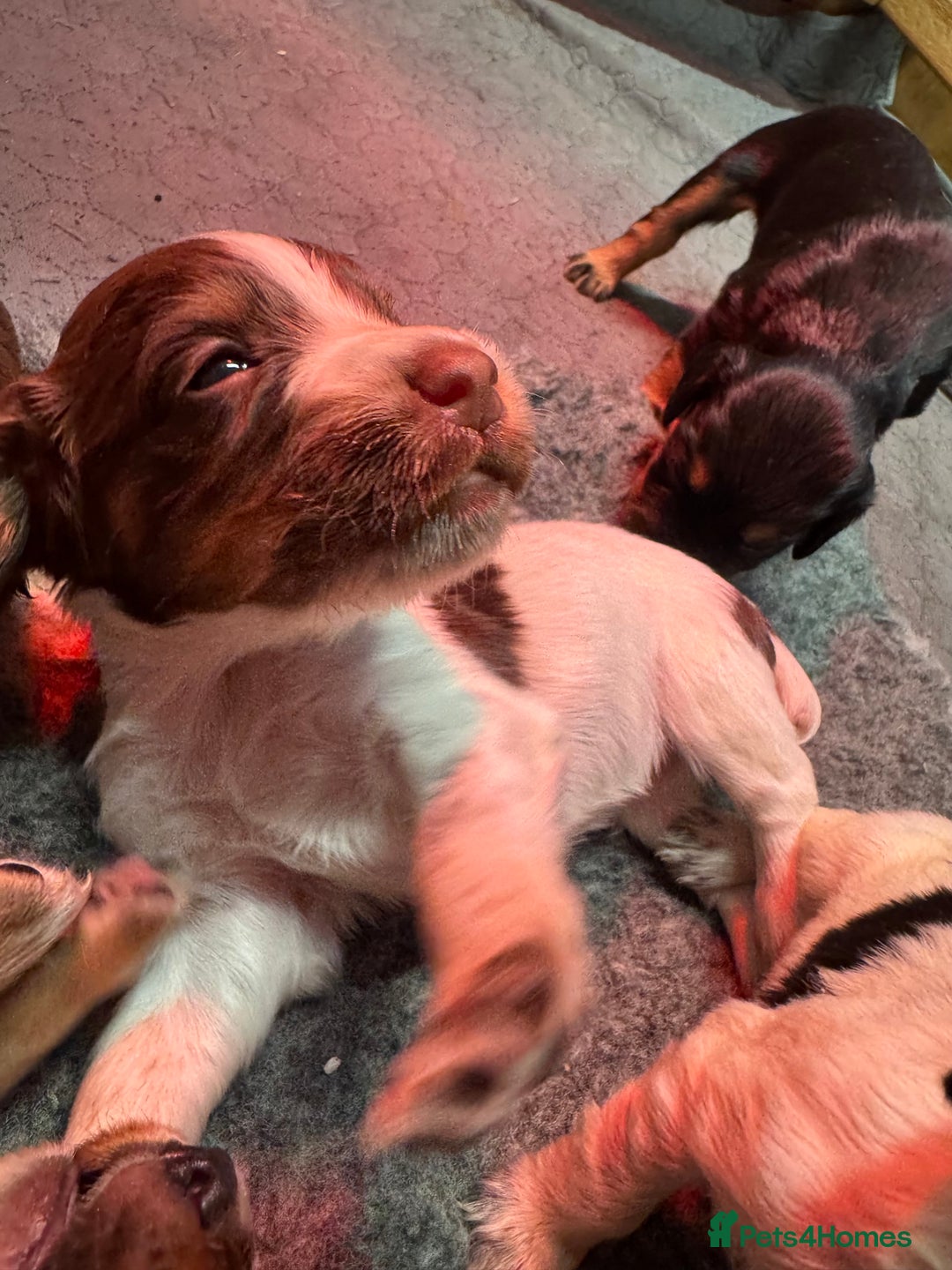 Cocker Spaniel dogs for sale: Working Cocker Spaniel Puppies - Advert 16