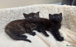 Mixed Breed cats for sale: Adorable Kittens Ready for Loving Homes - Image 6