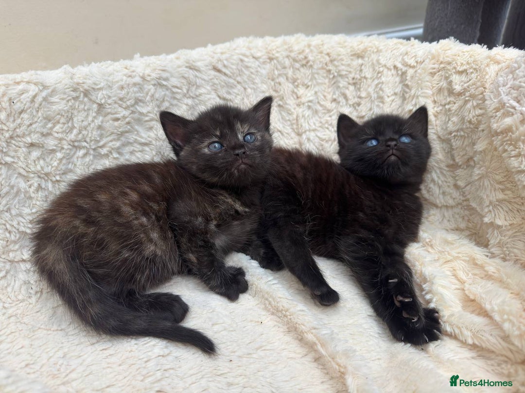 Mixed Breed cats for sale: Adorable Kittens Ready for Loving Homes - Image 6