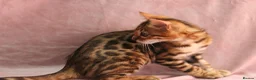 Bengal cats for sale: 🔥Beautiful Bengal girl available🔥 - Advert 4