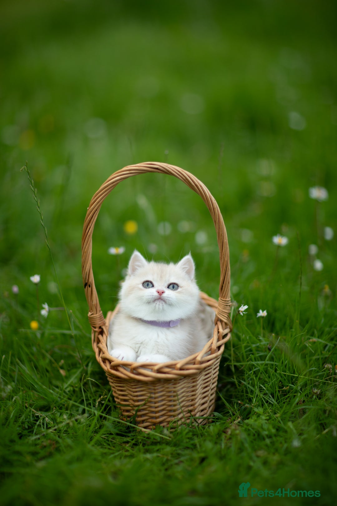 British Shorthair cats for sale: 🔥Exceptional GCCF pedigree golden BSH - Image 22