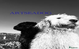 Portuguese Water Dog dogs for sale: Art Nouveau - Image 20