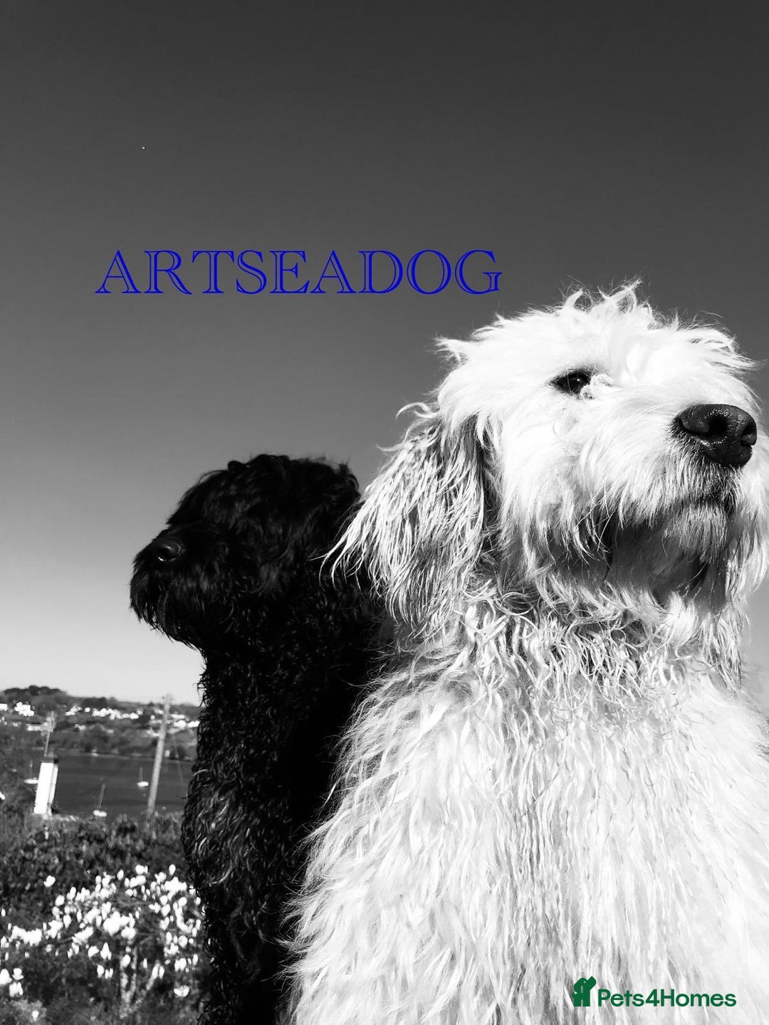 Portuguese Water Dog dogs for sale: Art Nouveau - Image 20