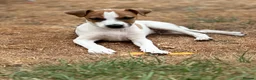 Jack Russell dogs for sale: Puppy  - Advert 2