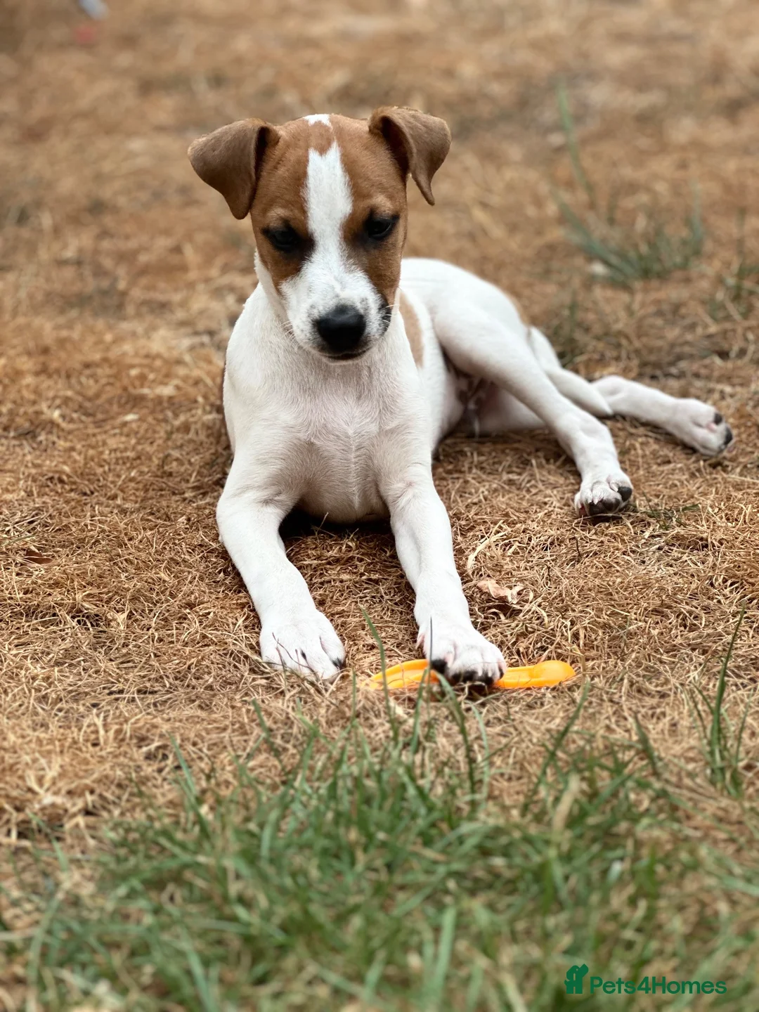 Jack Russell dogs for sale: Puppy  - Advert 2