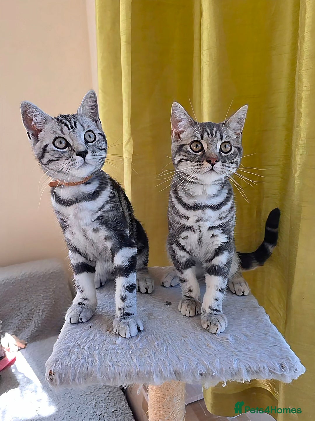 British Shorthair cats for sale: Blue Collar  - 50% Discount, British Shorthair Silver Tabby - Image 6