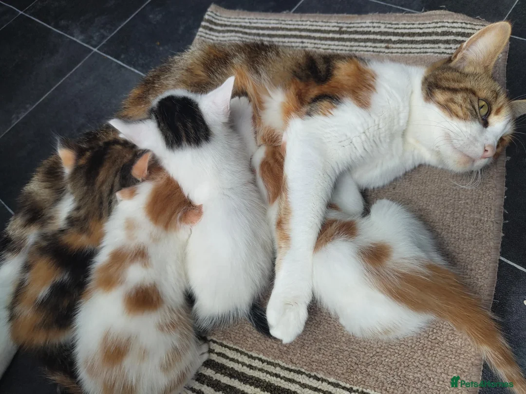 American Shorthair cats for sale: American short hair kittens  - Advert 1