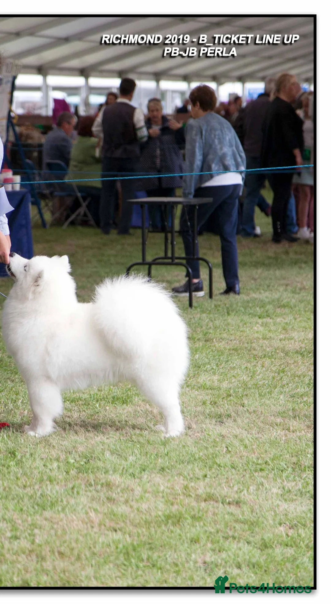Samoyed dogs for sale: RKC Samoyed Puppies – Champion Bloodlines - Advert 14