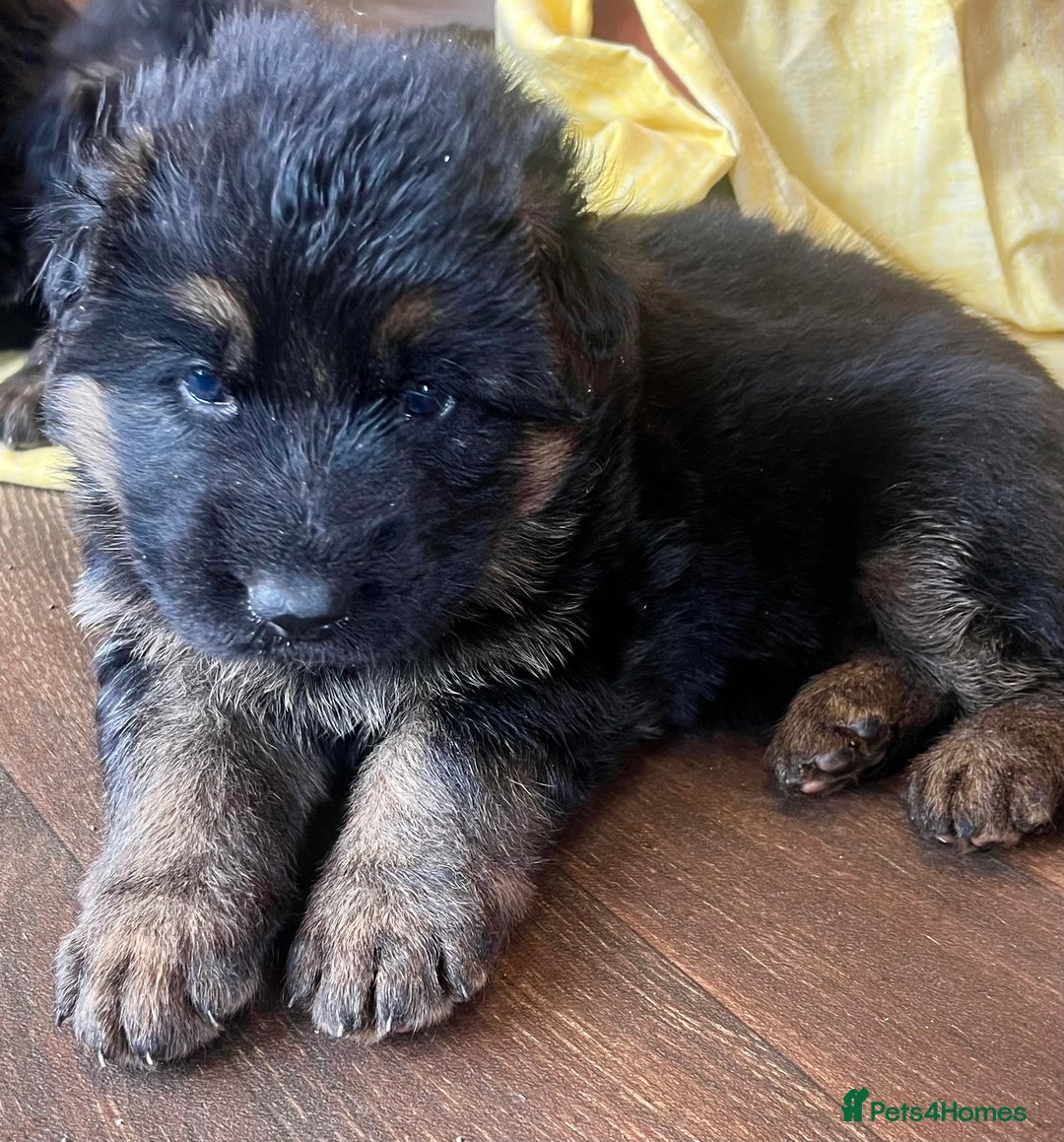 German Shepherd dogs for sale: Stunning Pedigree German Shepherd Puppies - Image 3