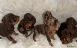 Miniature Dachshund dogs for sale: Miniature dachshund puppies - Image 1