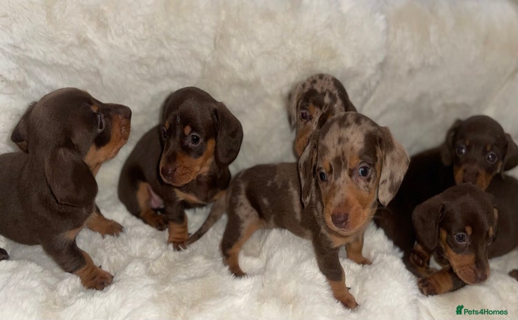 Miniature Dachshund dogs - Advert 5