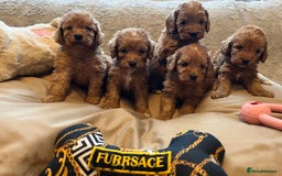 Cockapoo dogs for sale: F1 cockapoo puppies- Health test clear  - Image 18