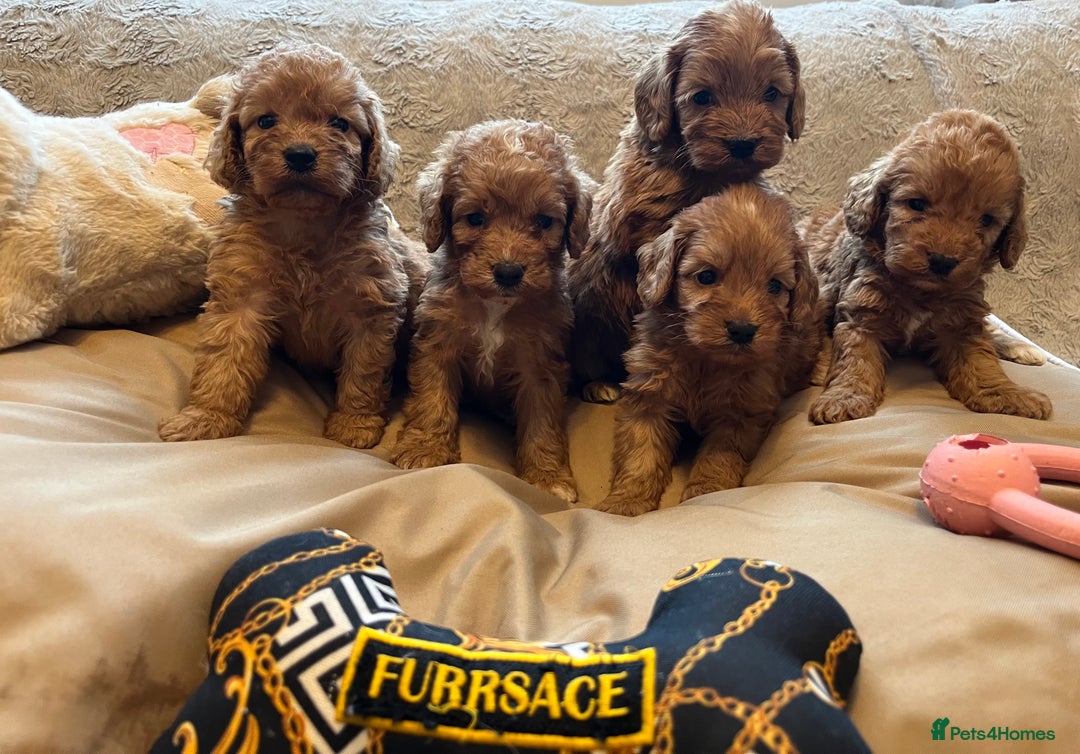 Cockapoo dogs for sale: F1 cockapoo puppies- Health test clear  - Image 18