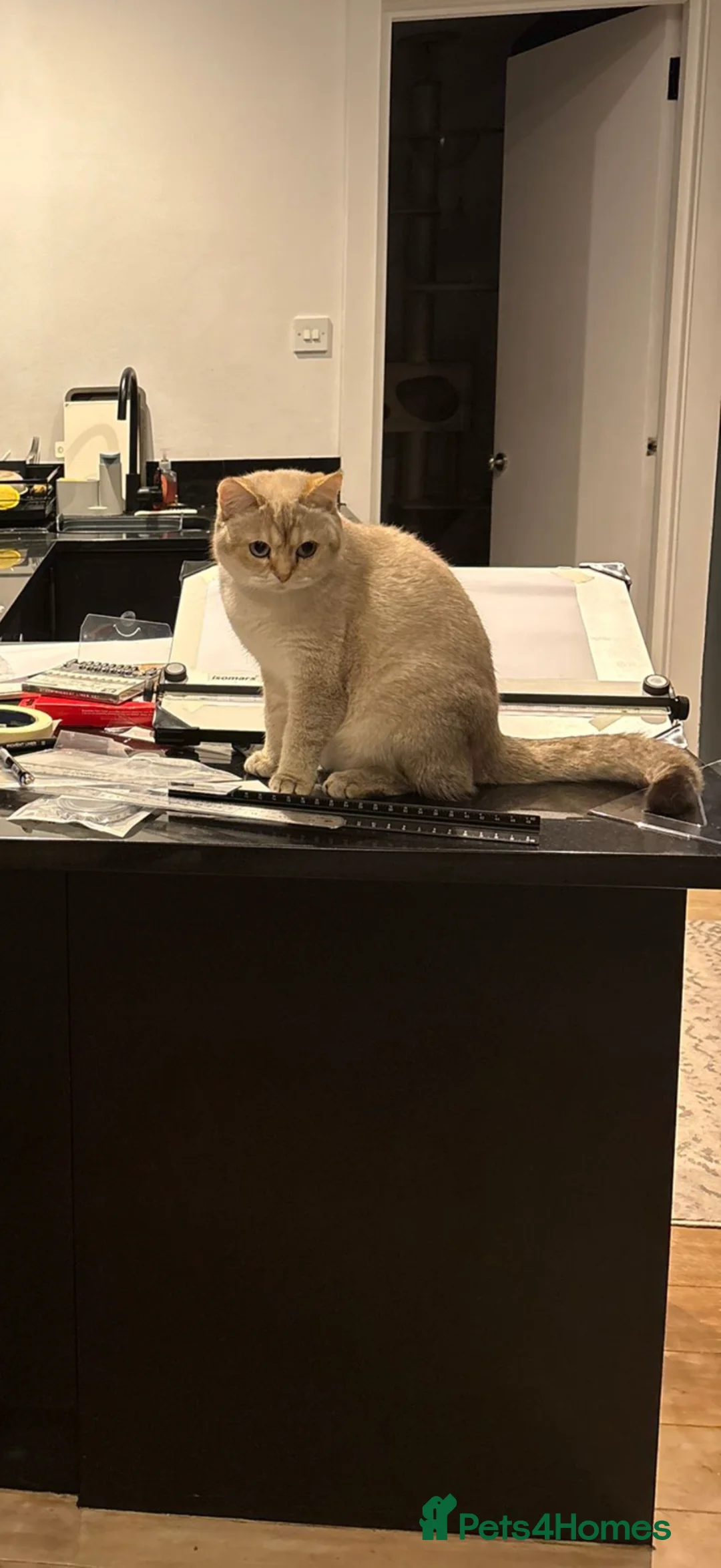 Scottish Fold cats for sale: Scottish Straight  - Advert 4