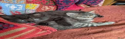 Mixed Breed cats for sale: Ragdoll Tabby Mix Fluffy Home Reared Kittens 2M/2F in Tonbridge - Advert 15