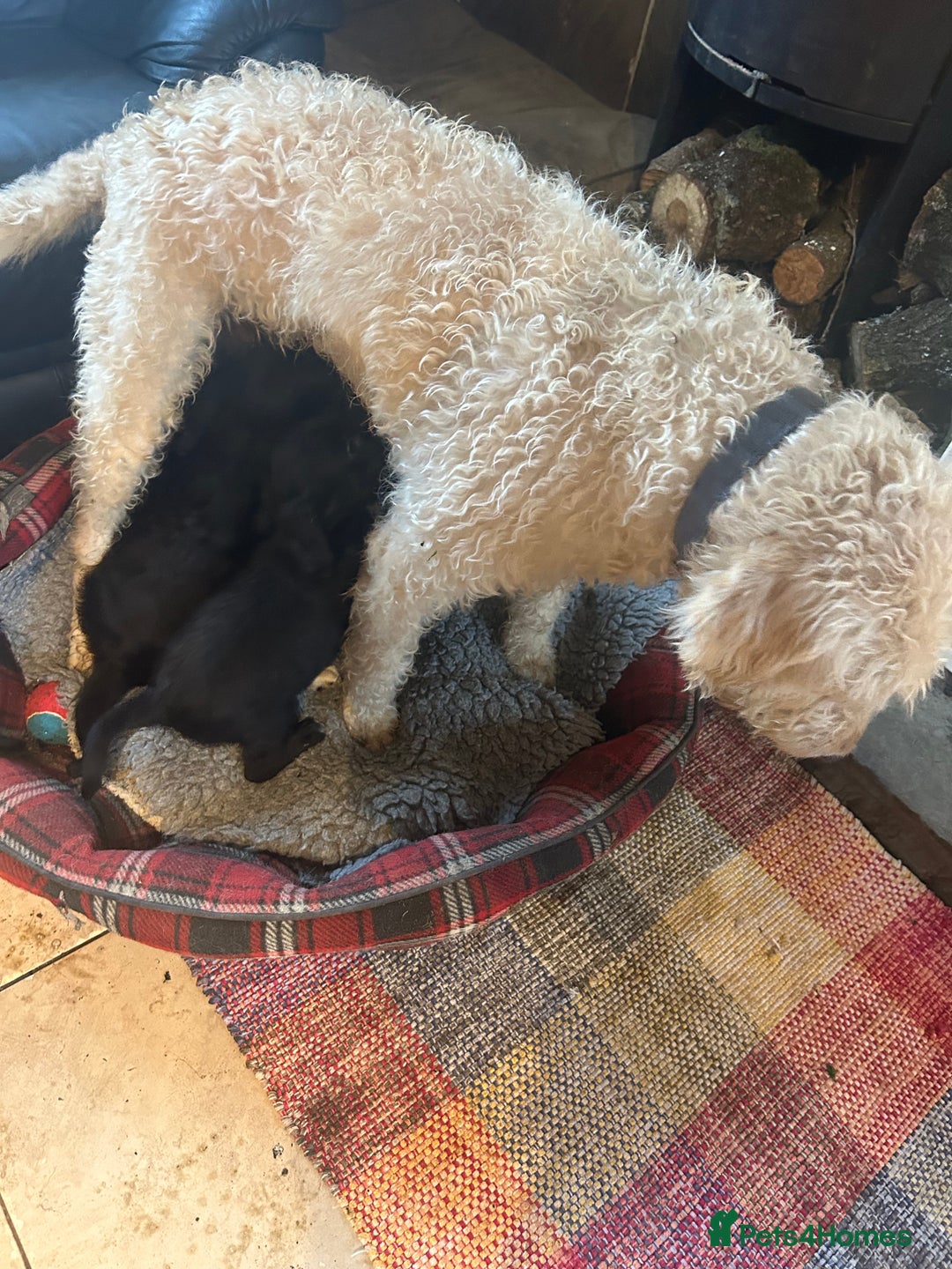 Mixed Breed dogs for sale: Cavapoo Puppies - Advert 6