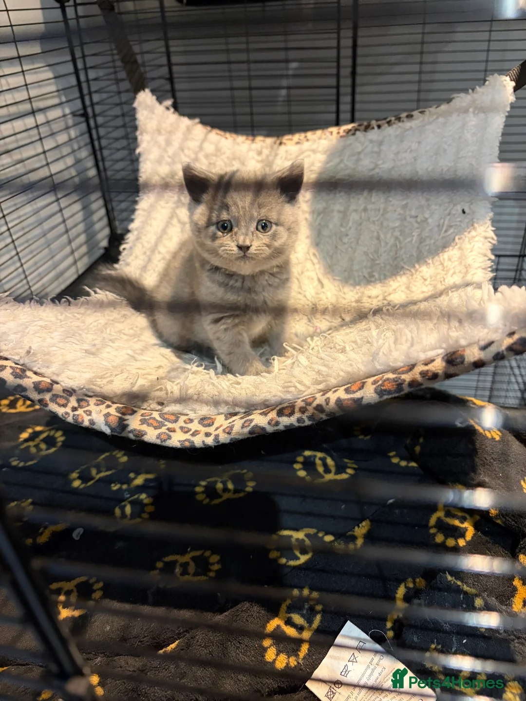 British Shorthair cats for sale: British shorthair kitten - Advert 2