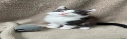 Mixed Breed cats for sale: Beautiful fluffy Russian blue mixed breed kitten - Advert 2