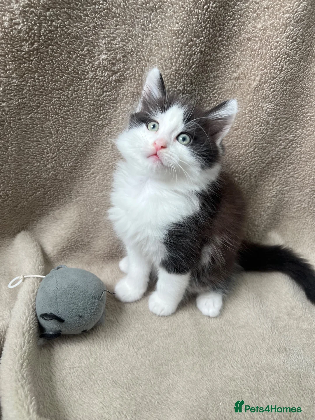 Mixed Breed cats for sale: Beautiful fluffy Russian blue mixed breed kitten - Advert 2